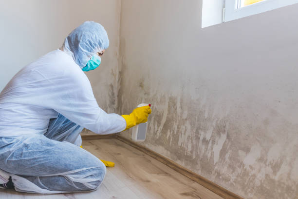 Licensed Attic Mold Removal service in Carrboro, NC - WQB Mold Removal