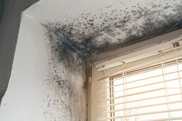Affordable Attic Mold Removal solutions in Carrboro, NC