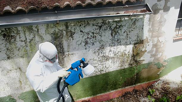 Top rated local Attic Mold Removal specialists in Carrboro, NC